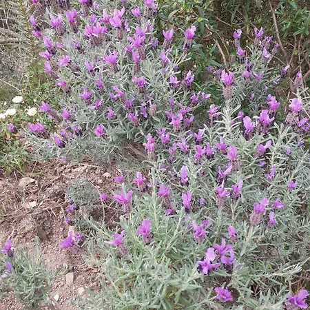 Casa Rosa Nel Mirice Con Piscina ,wifi,climatizzatore - Vicino Al Mare Aglientu