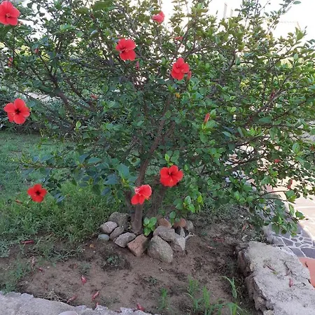 Casa Rosa Nel Mirice Con Piscina ,wifi,climatizzatore - Vicino Al Mare Prázdninový dům Aglientu