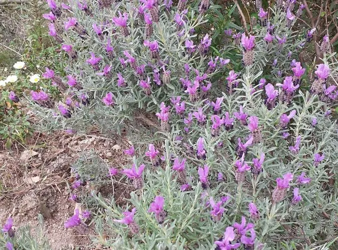 Casa Rosa Nel Mirice Con Piscina ,wifi,climatizzatore - Vicino Al Mare Aglientu