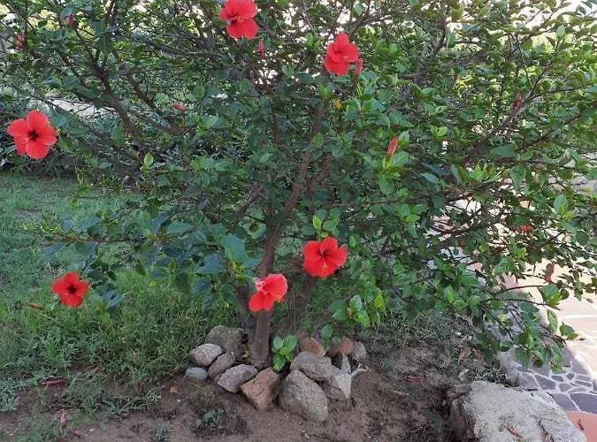Casa Rosa Nel Mirice Con Piscina ,wifi,climatizzatore - Vicino Al Mare Hébergement de vacances Aglientu
