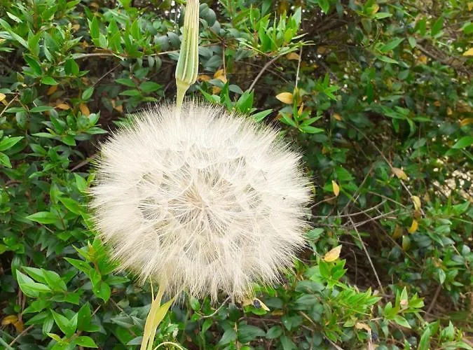 Hébergement de vacances Casa Rosa Nel Mirice Con Piscina ,wifi,climatizzatore - Vicino Al Mare